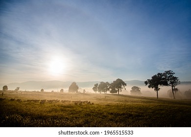 Sheep And Tree Silhouettes In The Cold Mist Of Winter In Australia	
