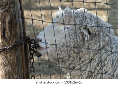 400 Sheep escaping Images, Stock Photos & Vectors | Shutterstock