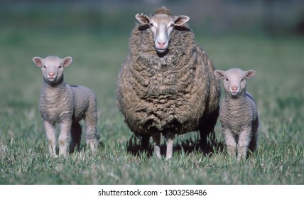  sheep with twin lambs on an Australian farm.