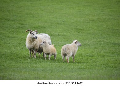 Sheep With Two Kids In Iceland