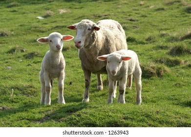Sheep with two lambs
