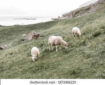 A sheep with two lambs graze on the Norwegian coast in the mountains. Sheep grazing in Norway