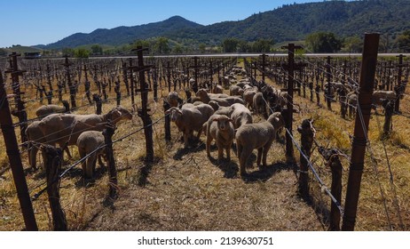 Sheep In Vineyard Of Napa Valley, CA