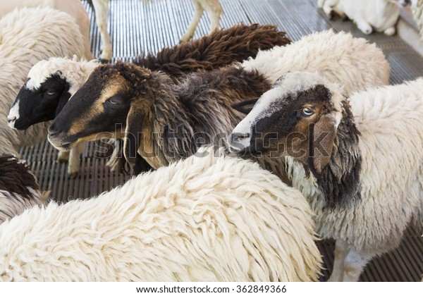 sheep waiting to\
be sheared for their wool.\
