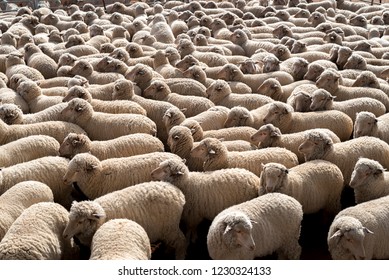 Sheep Waiting To Go Into Shearing Shed On Australian Farm.