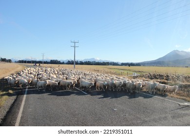 sheep walk on the road