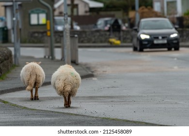 Sheep Walk Through The Village Of Llanberis, Snowdonia, North Wales