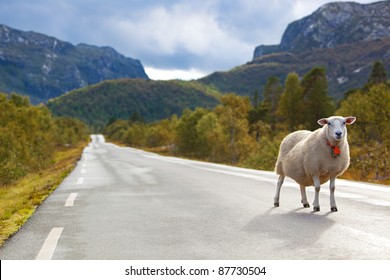 Sheep walking along road. Norway landscape.