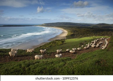 Sheep walking to the beach with turquoise water