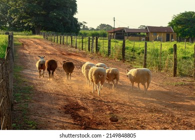 Sheep walking calmly along a dirt road of a farm in a beautiful late afternoon. Farm background.