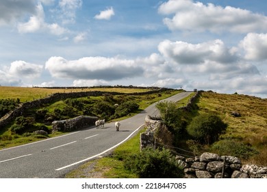 Sheep walking up a country road in Dartmoor National Park