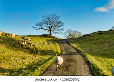 A Sheep Walking Down A Country Lane In Cumbria, Northern England