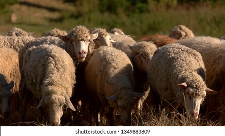 Sheep Are Walking. Flock Of Domestic Animals. Herd On The Pasture Land. Follow The Shepherd.