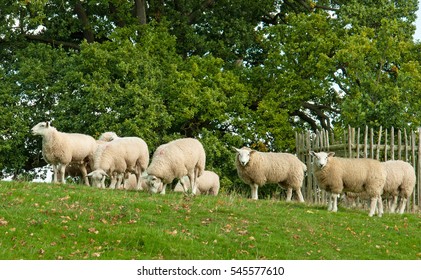 Follow Like Sheep Images Stock Photos Vectors Shutterstock