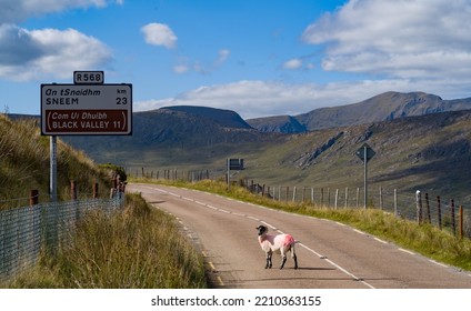 Sheep Walking On The Road In The Black Valley In Killarney National Park.