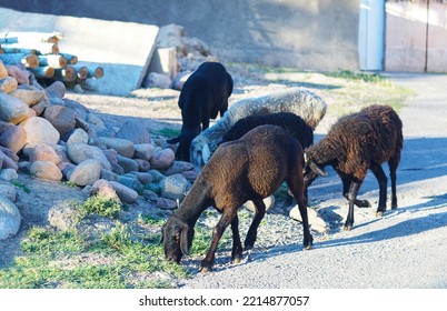   Sheep Walking On A Stone Path Are Black Sheep