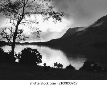 Sheep At Wasdale Head Lake District Uk