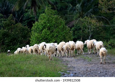 Sheep were herded to the pen at dusk. Cilongok, Banyumas, Central Java, Indonesia. 20 March 2021.