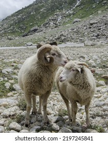 Sheep A Wild Life In Himalayan Mountain Range 