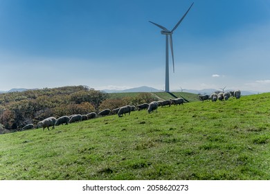 Sheep and wind power generators at Samyang Ranch in Daegwallyeong, Gangwon-do, Korea.