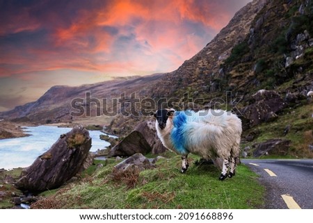A sheep at the winding roads at Gap of Dunloe in Ring of Kerry, a narrow mountain pass running north to south of county Kerry, Ireland