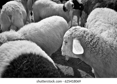 sheep within a mob