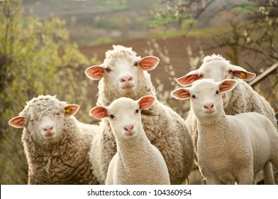  sheep within a mob turn to check out the photographer - Shutterstock ID 104360954