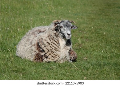 A Sheep With A Woolly Coat Resting On The Grass In A Farmer’s Field In Essex, UK.