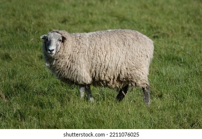 A Sheep With A Woolly Fleece Standing In A Farmer’s Field In Essex, UK And Looking At The Camera.