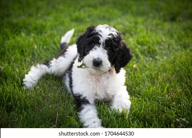 WE GOT A SHEEPADOODLE PUPPY! - YouTube