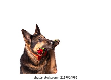 Sheepdog breed dog is dressed in a red bow tie holding a rose in his teeth isolated on white background. Valentine's day concept. Copy space.
