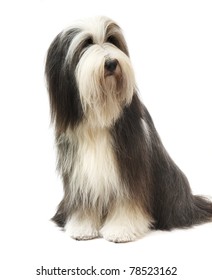 1,517 Old english sheepdog Images, Stock Photos & Vectors | Shutterstock