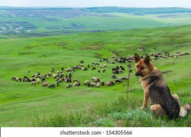 A Sheepdog Guarding A Flock Of Sheep