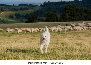 A Sheepdog Guarding The Herd Of Sheep In The Hall.