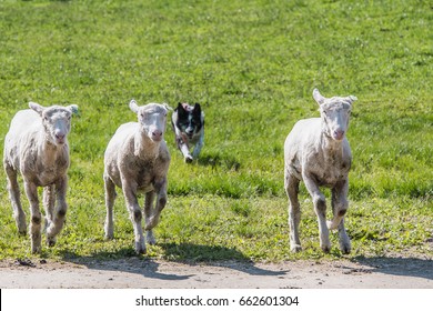 Sheepdog With Herd Of Sheep In Background