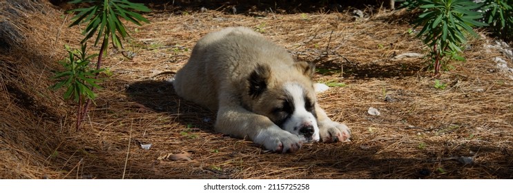 A sheepdog puppy with cropped ears sleeps on dried pine needles. Head between paws. So cute.