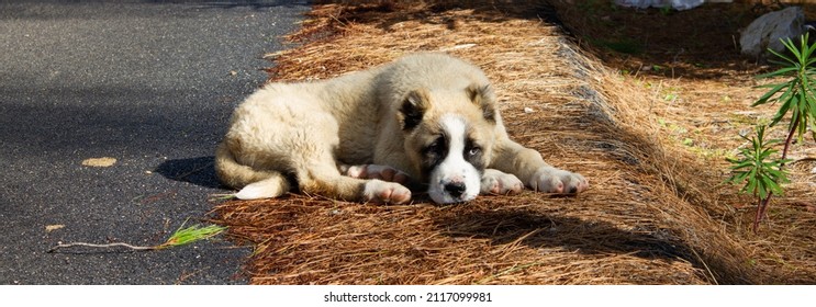 A sheepdog puppy lying down with a sad and innocent look on his face. Cropped ears.
