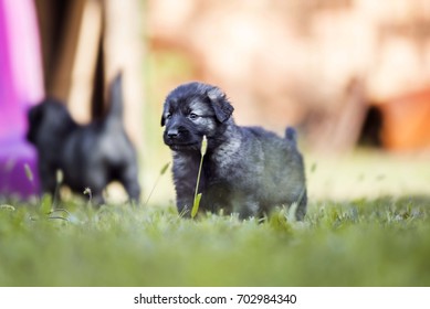 sheepdog puppy posing on grass 