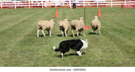 Sheepdog Trials