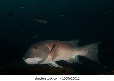 Sheephead In Malibu