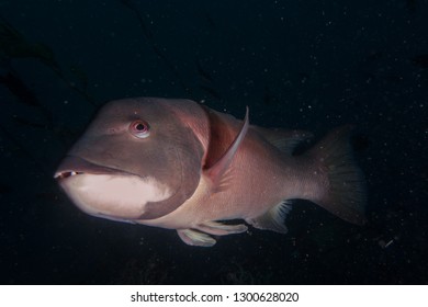 Sheephead In Malibu