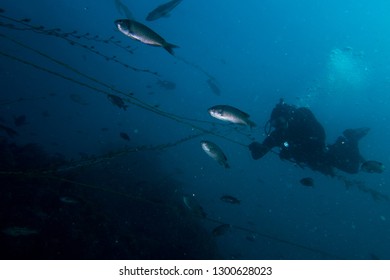 Sheephead In Malibu