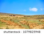 Sheepherder with herd