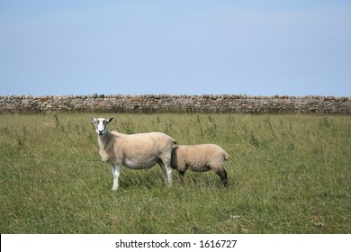 Sheepish 2