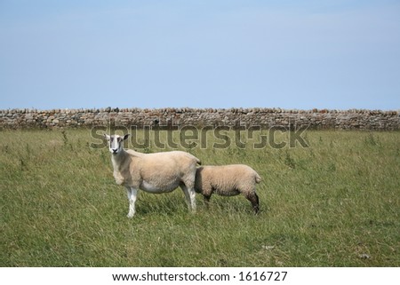 Sheepish 2