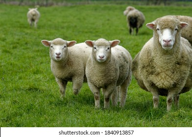 Sheep.Poll Dorset Ewe And Lambs On Grass.