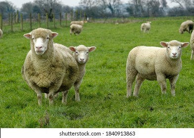 Sheep.Poll Dorset Ewe And Lambs On Grass.