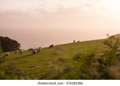 Sheeps