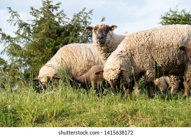 SHEEPS WITH 3 LAMB IN THE NATURE  - Shutterstock ID 1415638172