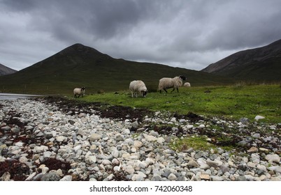 Sheeps Along Loch Slapin, Isle Of Skye